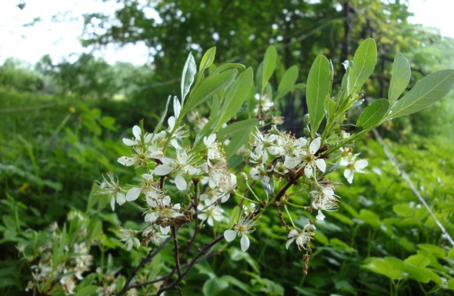 Вишня карликовая